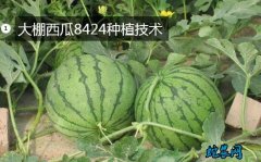 大棚西瓜8424种植技术？早佳(84...