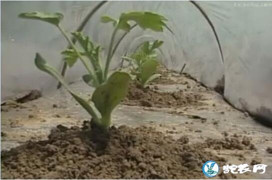 西瓜种植技术、无籽西瓜种植技术与管理法