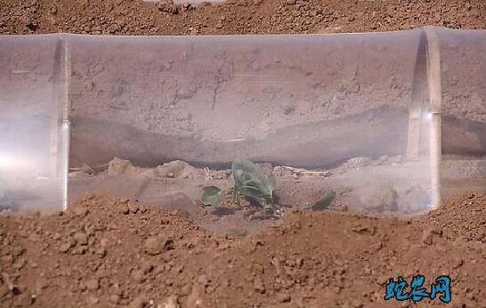 种植西瓜、西瓜地膜和小拱棚双覆盖种植过程及方法！